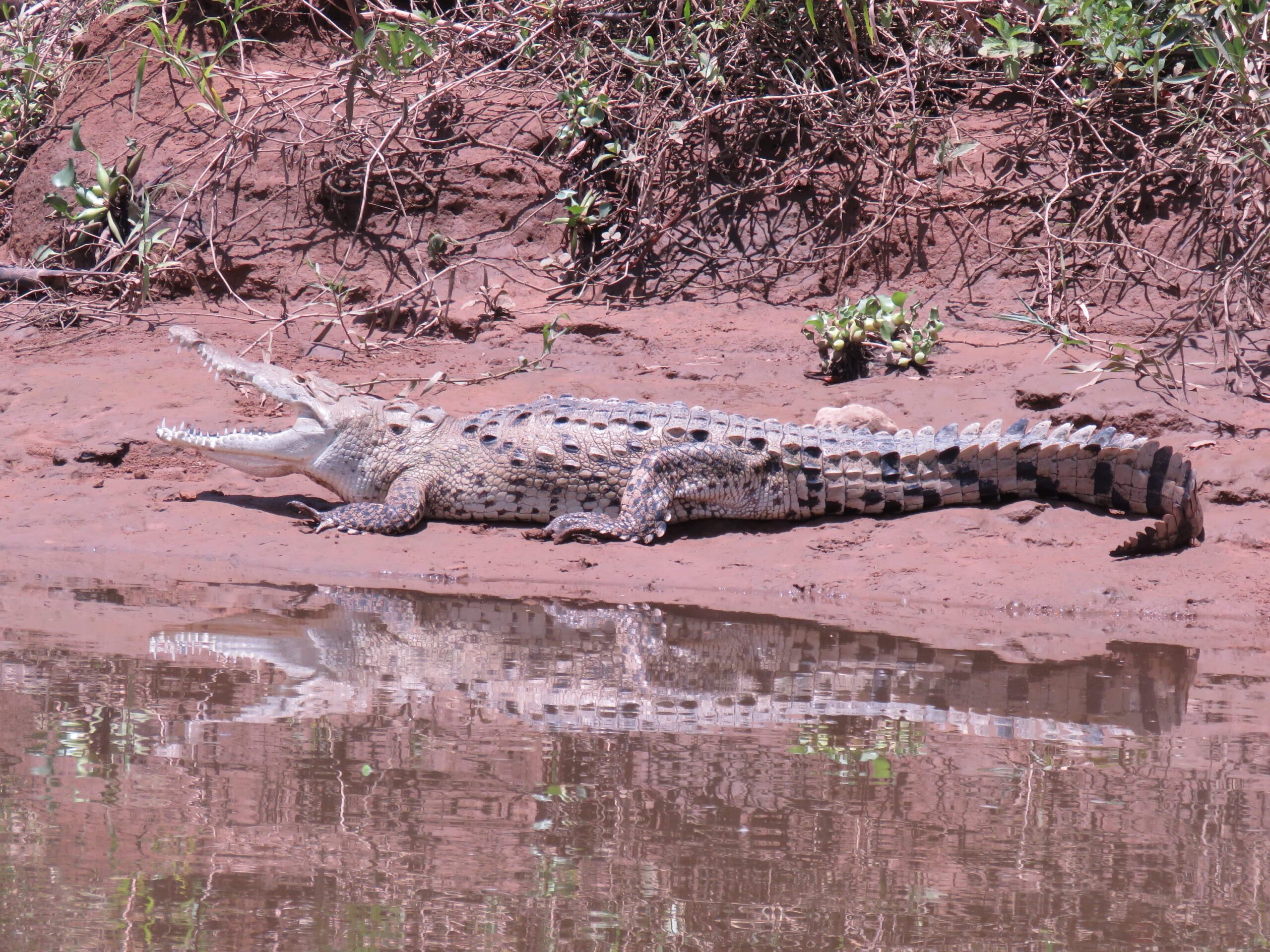 American crocodile in Sierpe Costa Rica