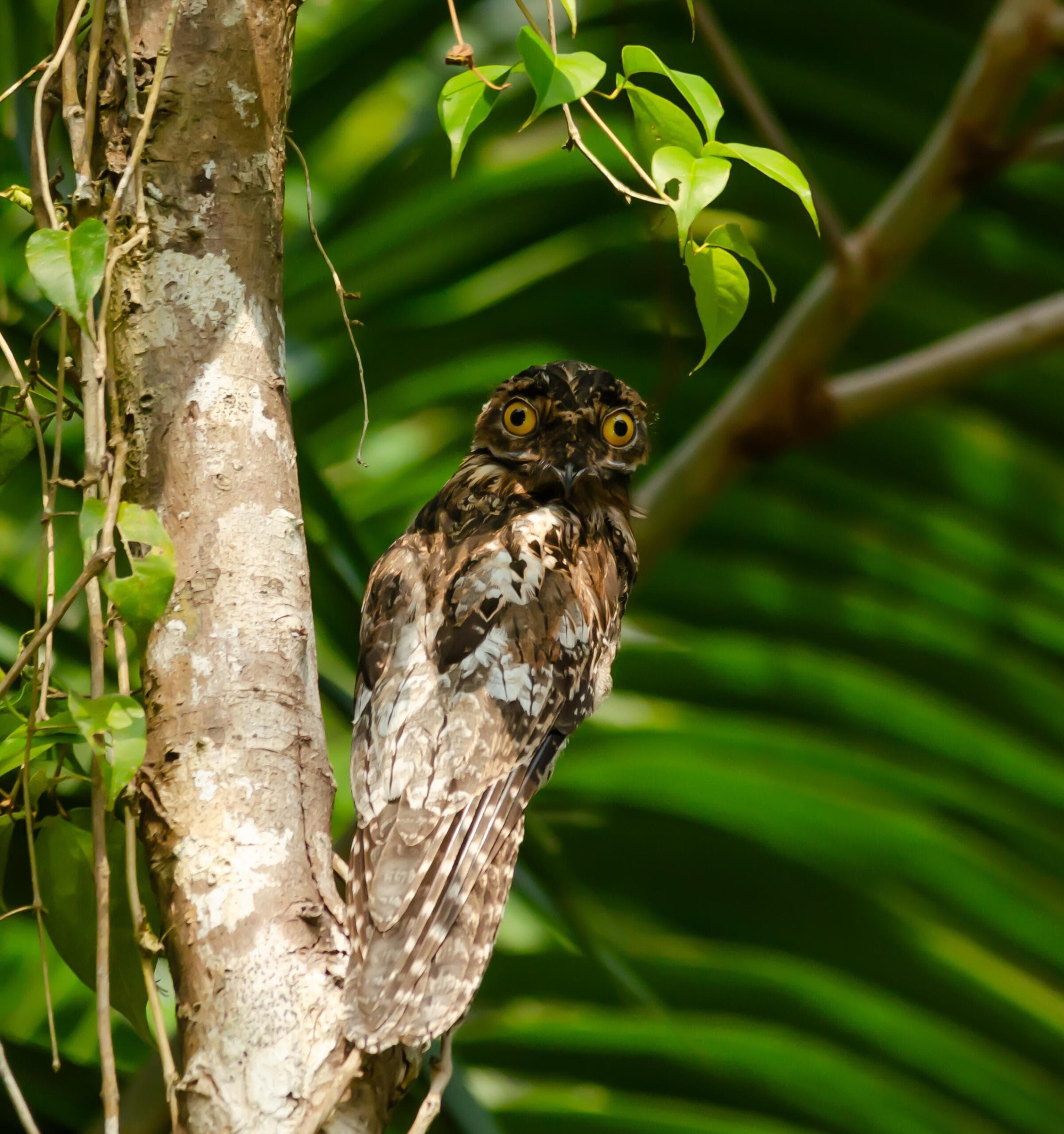 Specialized Dawn Birdwatching Boat Tour - Photo 6