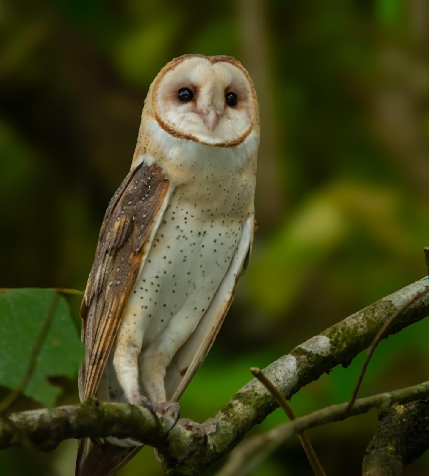 Spectacled Owl & Tropical Raptors