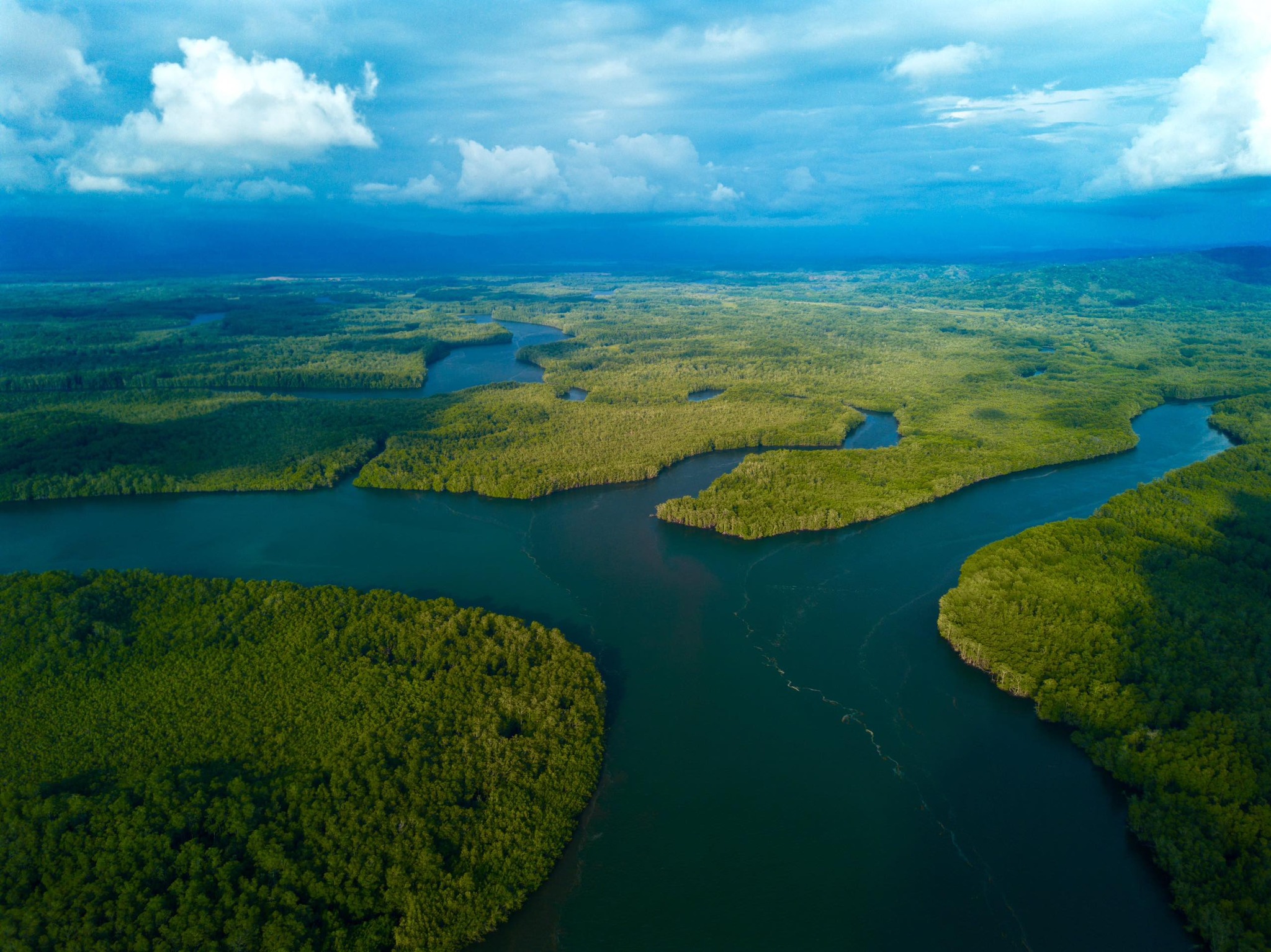 Daytime Mangrove Boat Tour