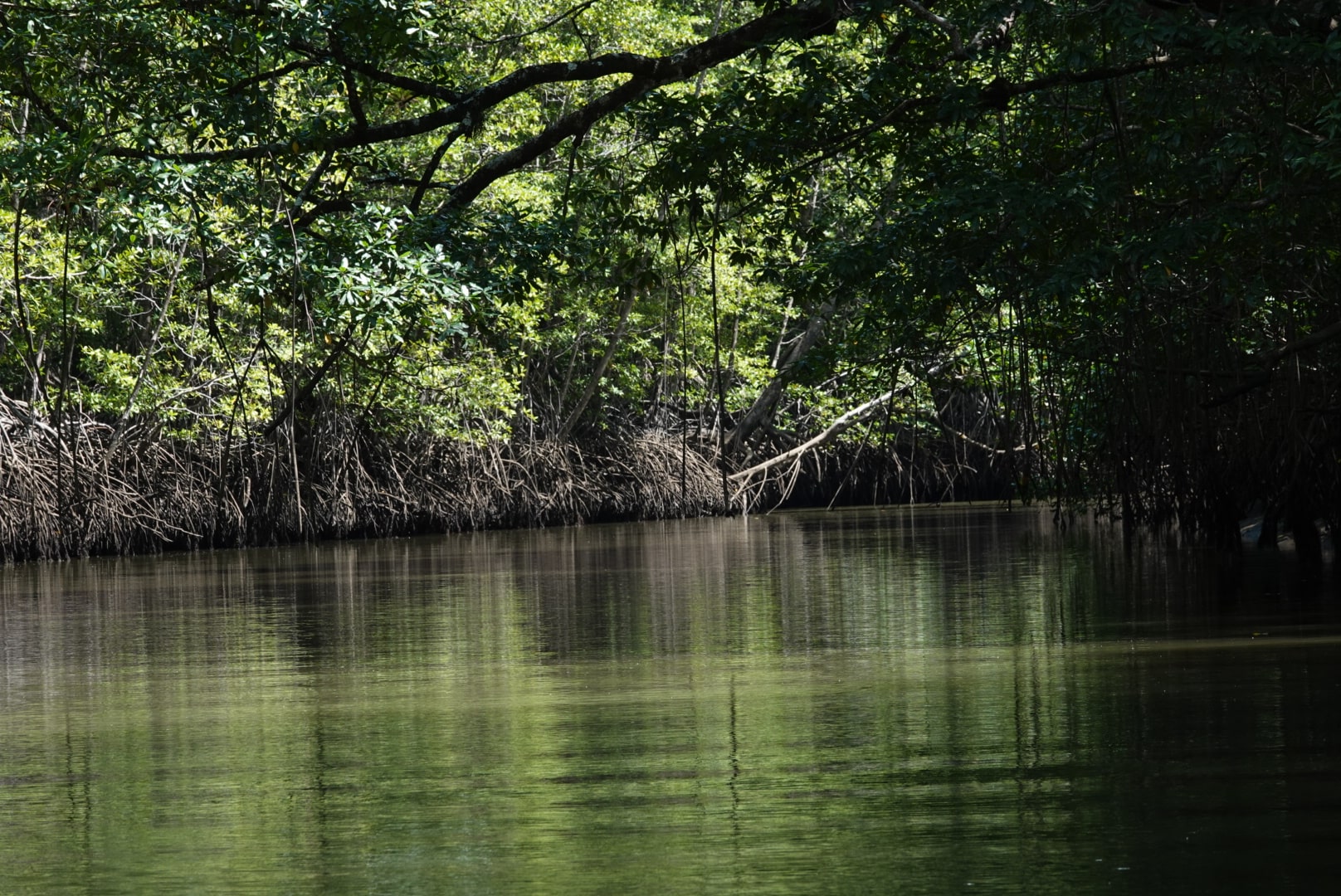 Mangrove Forest Canals Sierpe