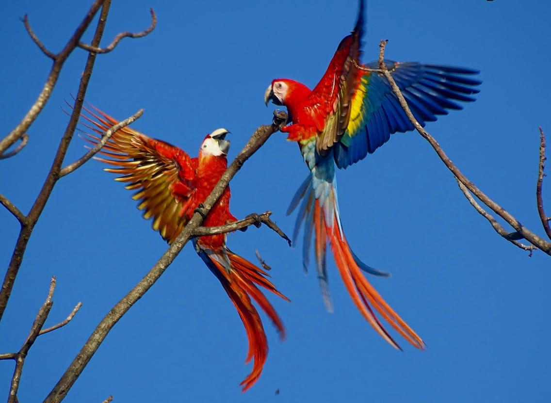 Scarlet Macaws in Costa Rica
