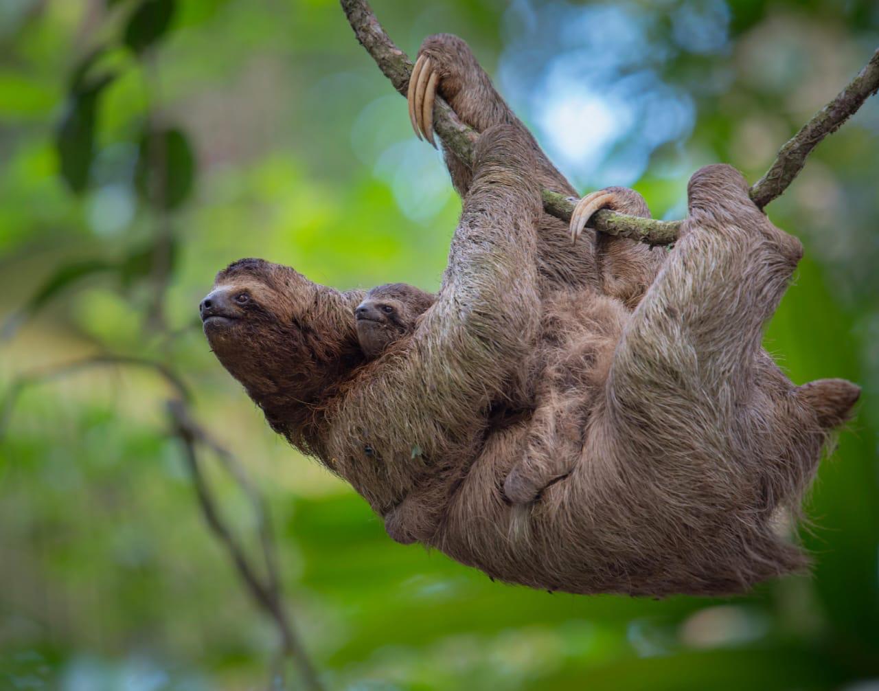 Sloth in Sierpe Mangrove canopy