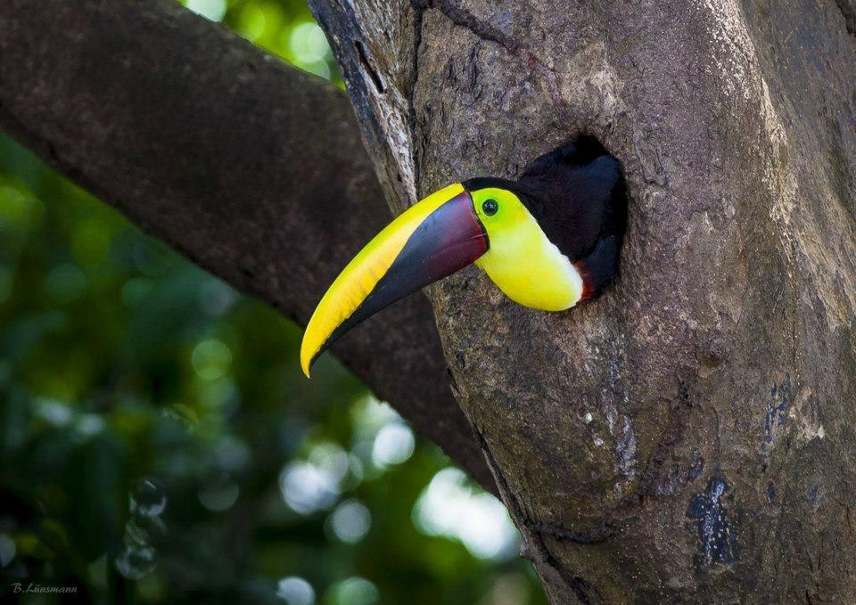 Keel-Billed & Chestnut-Mandibled Toucans